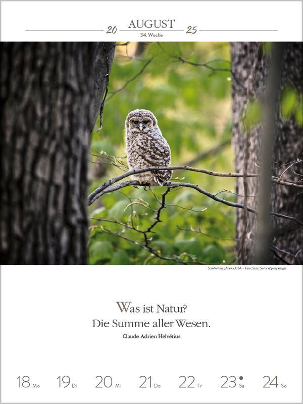 Bild: 9783731879480 | Literaturkalender Magische Wälder 2025 | Verlag Korsch | Kalender