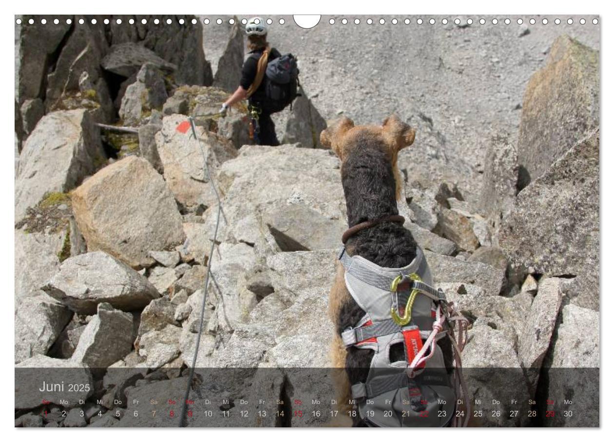 Bild: 9783435559176 | Der Bergdale - mit Hund im Hochgebirge (Wandkalender 2025 DIN A3...