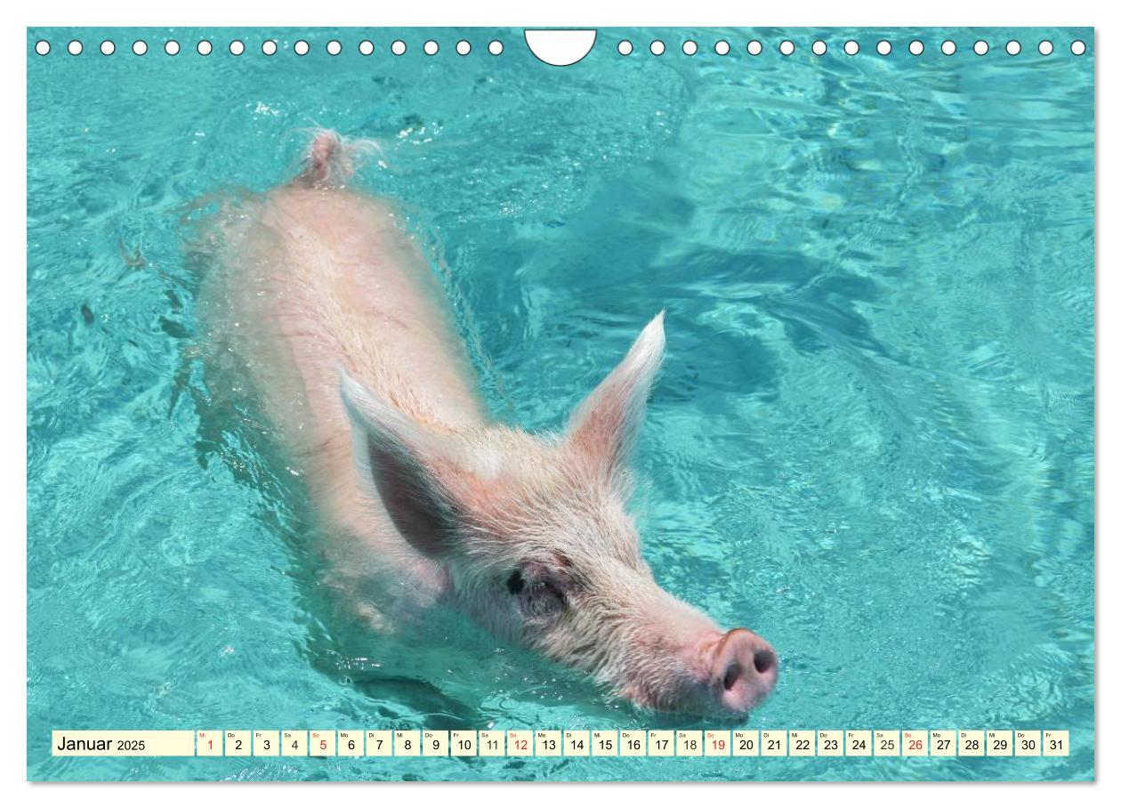 Bild: 9783435498253 | Schwimmende Schweine (Wandkalender 2025 DIN A4 quer), CALVENDO...