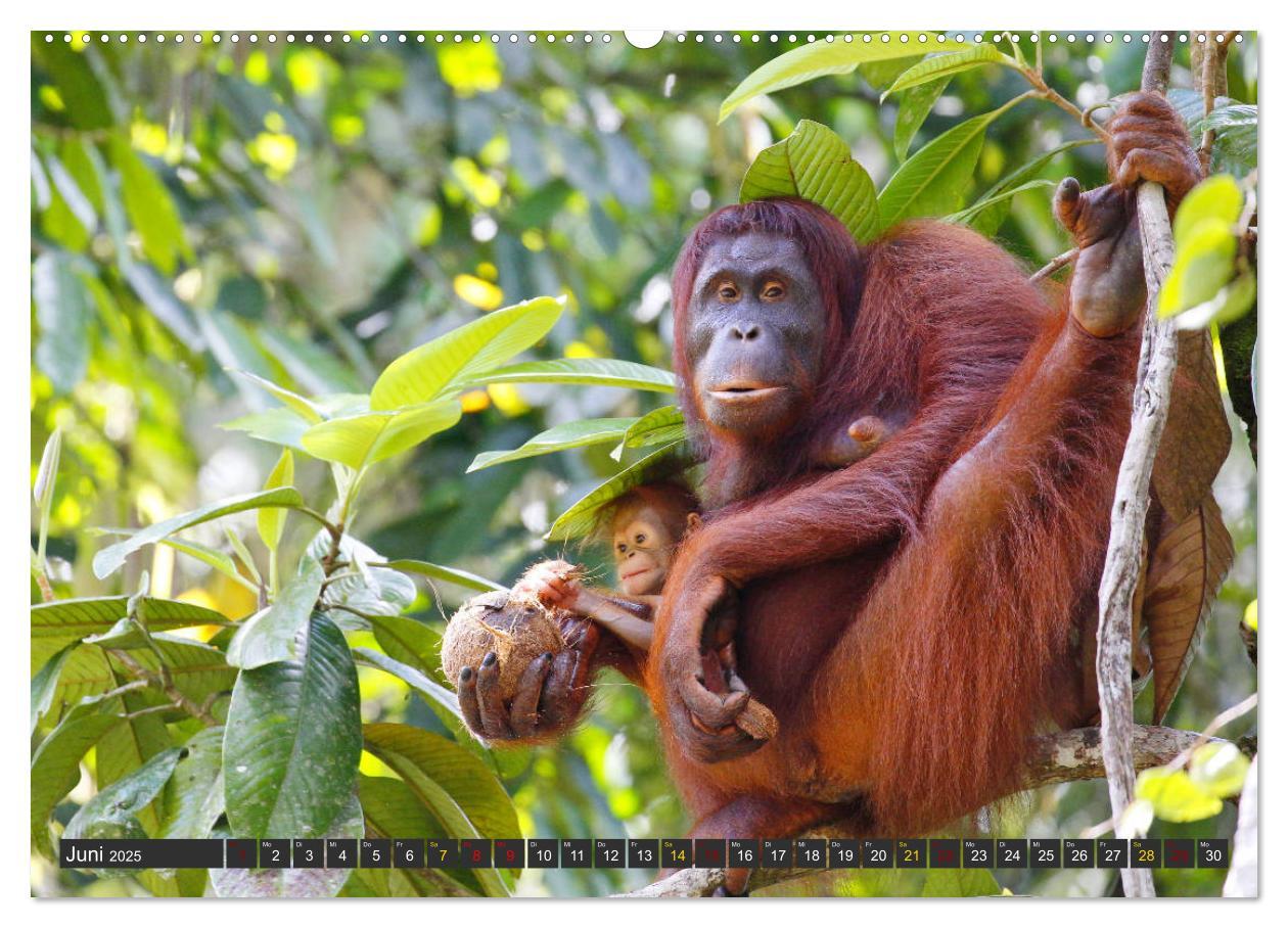 Bild: 9783435360383 | Waldmenschen - Orang Utans auf Borneo (Wandkalender 2025 DIN A2...