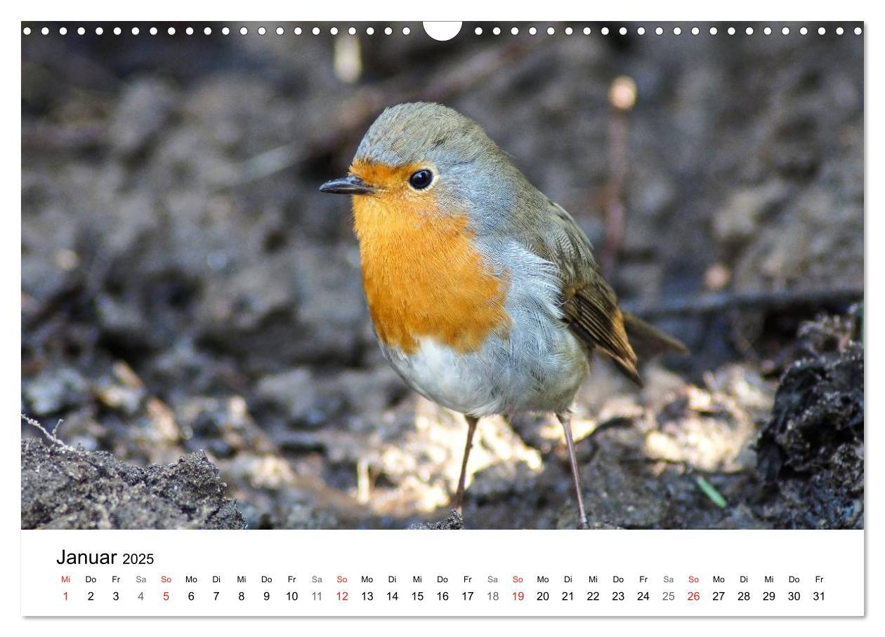 Bild: 9783435466269 | Paradies Naturgarten (Wandkalender 2025 DIN A3 quer), CALVENDO...