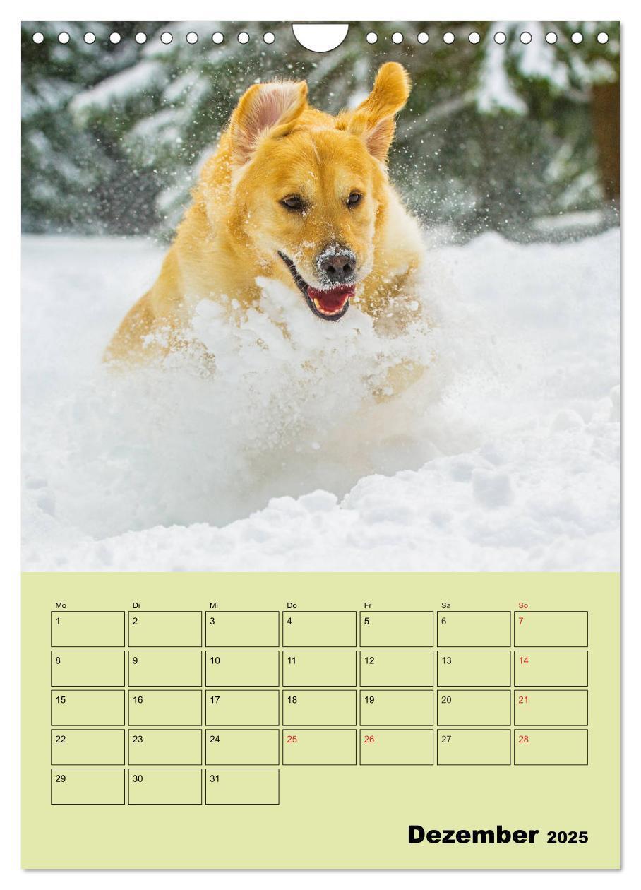 Bild: 9783435960316 | Jahresplaner Golden Retriever (Wandkalender 2025 DIN A4 hoch),...