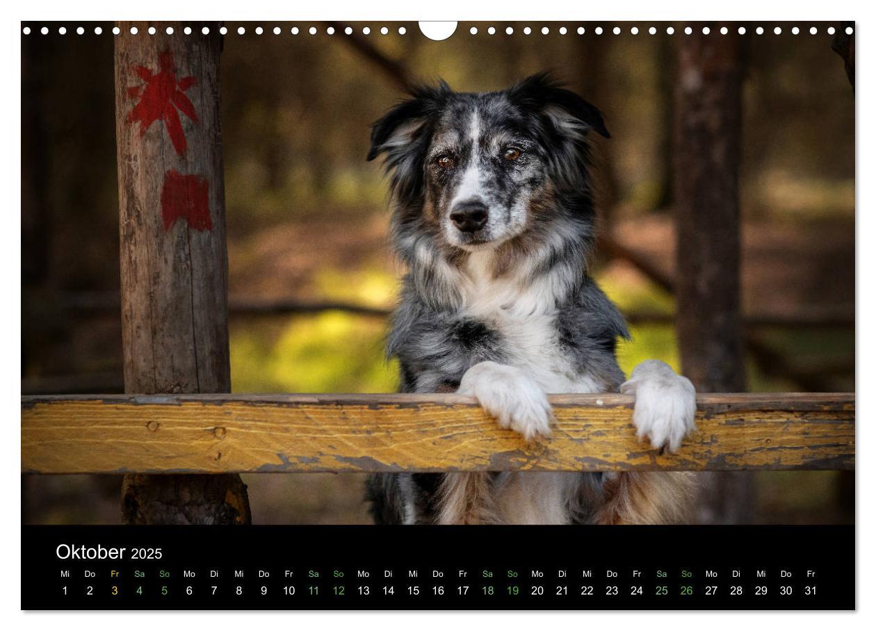 Bild: 9783435233151 | Australian Shepherd - Vielfalt in einer Rasse (Wandkalender 2025...