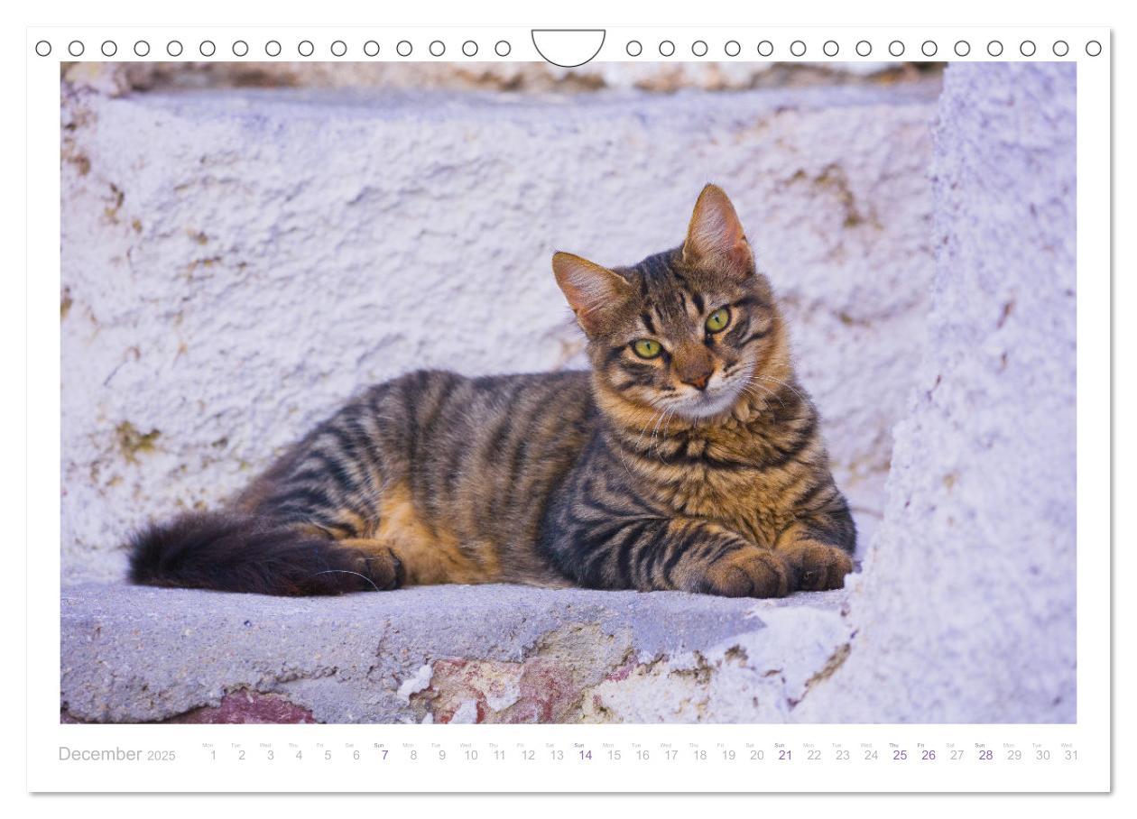 Bild: 9781325837526 | Cats of the Greek Islands (Wall Calendar 2025 DIN A4 landscape),...