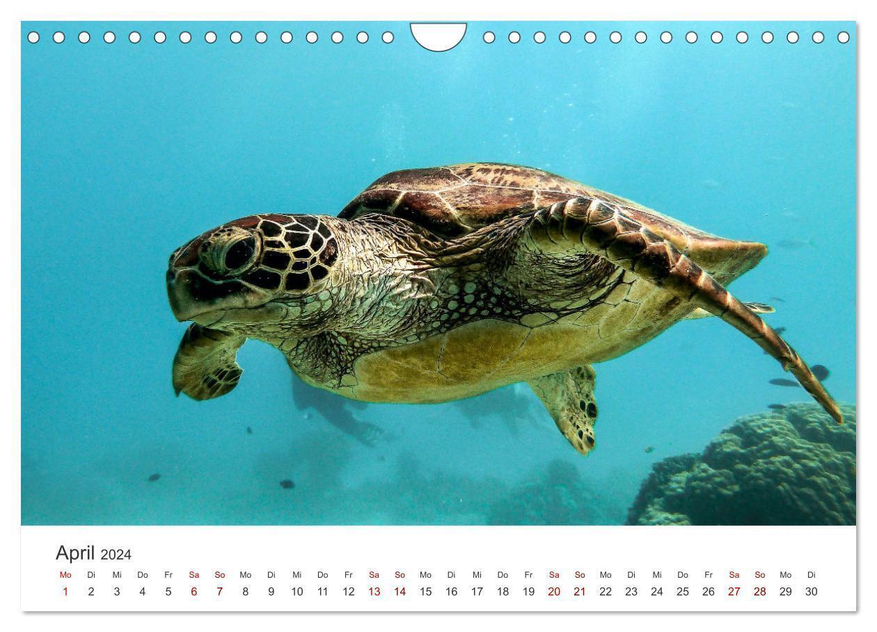 Bild: 9783675787773 | Schildkröten - Die gepanzerten Tiere. (Wandkalender 2024 DIN A4...