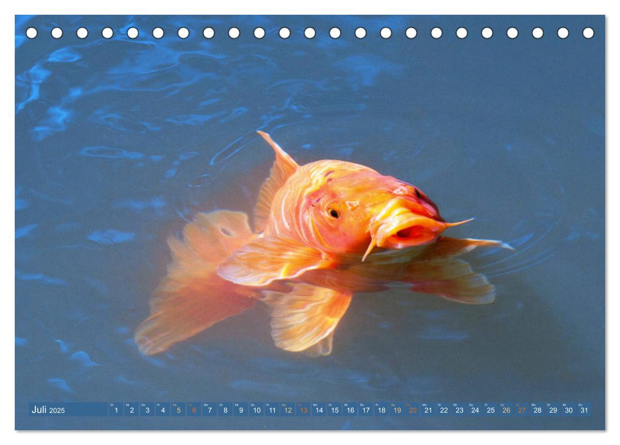 Bild: 9783435128402 | Koi: Juwelen im Teich (Tischkalender 2025 DIN A5 quer), CALVENDO...