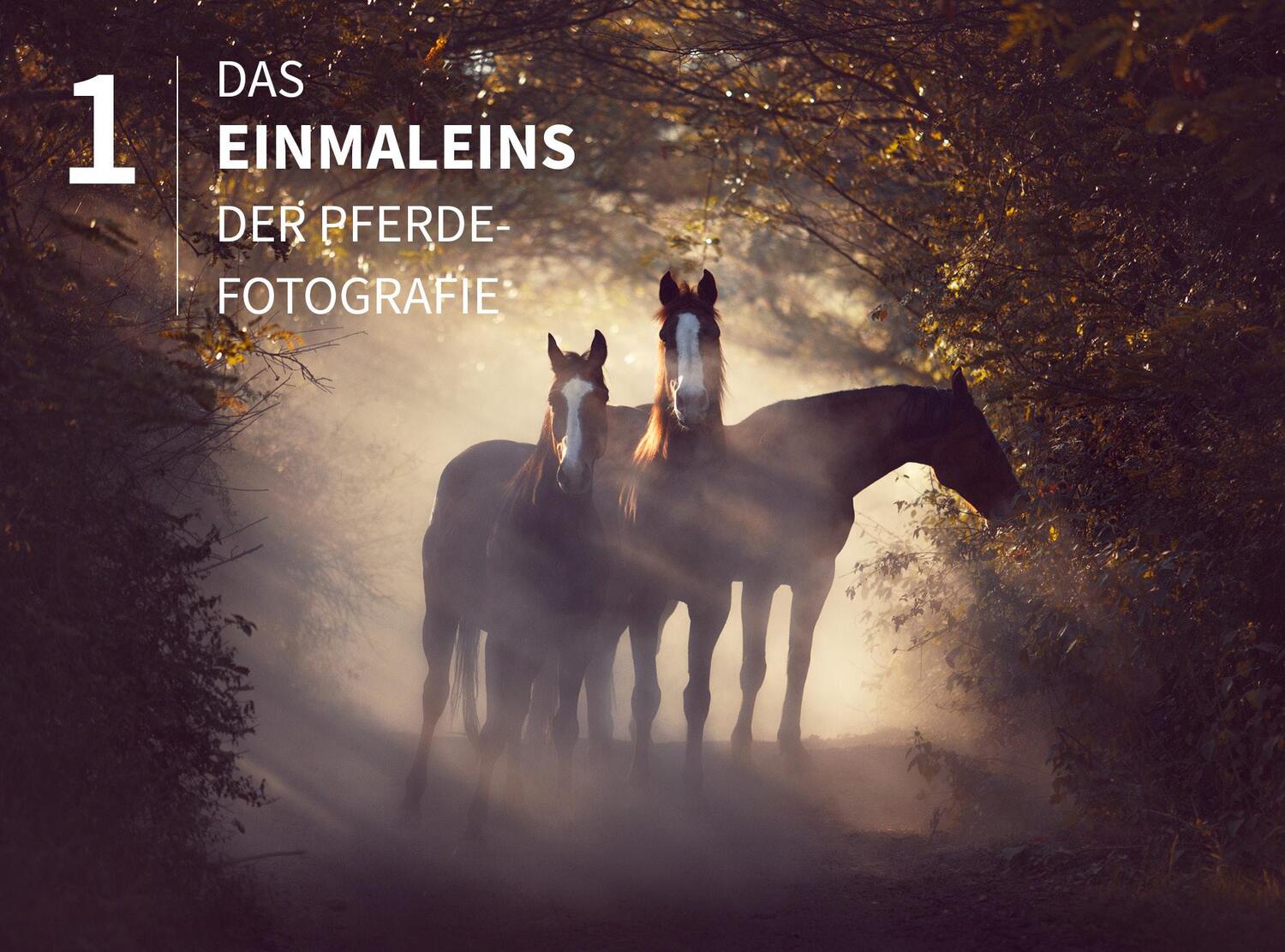 Bild: 9783832804237 | Pferde stilvoll fotografieren | Haas Wiebke | Buch | 222 S. | Deutsch