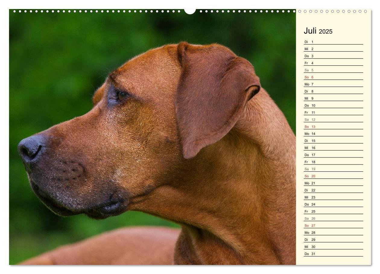 Bild: 9783435540570 | Rhodesian Ridgeback 2025 (Wandkalender 2025 DIN A2 quer), CALVENDO...