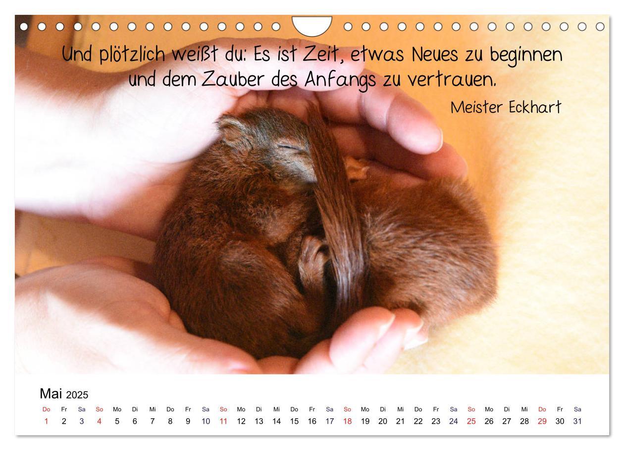 Bild: 9783435434244 | Der literarische Eichhörnchen-Kalender (Wandkalender 2025 DIN A4...