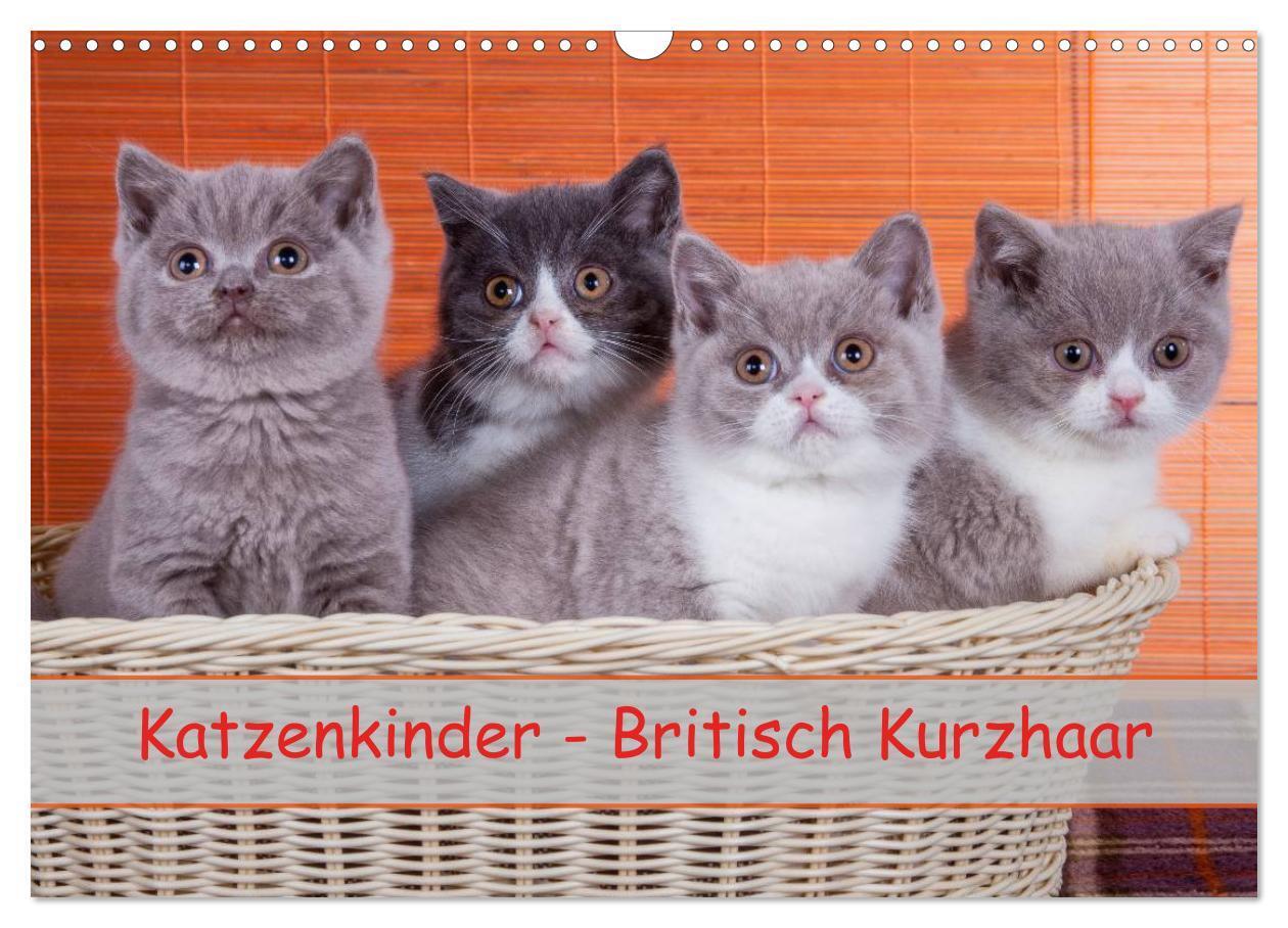 Cover: 9783675892538 | Katzenkinder Britisch Kurzhaar (Wandkalender 2024 DIN A3 quer),...