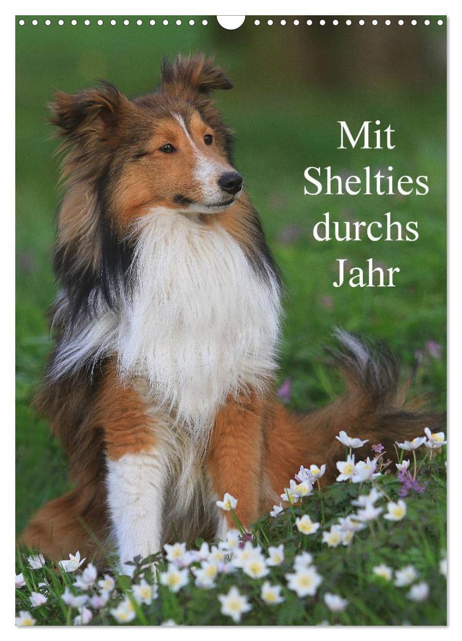 Cover: 9783457040836 | Mit Shelties durchs Jahr (Wandkalender 2025 DIN A3 hoch), CALVENDO...