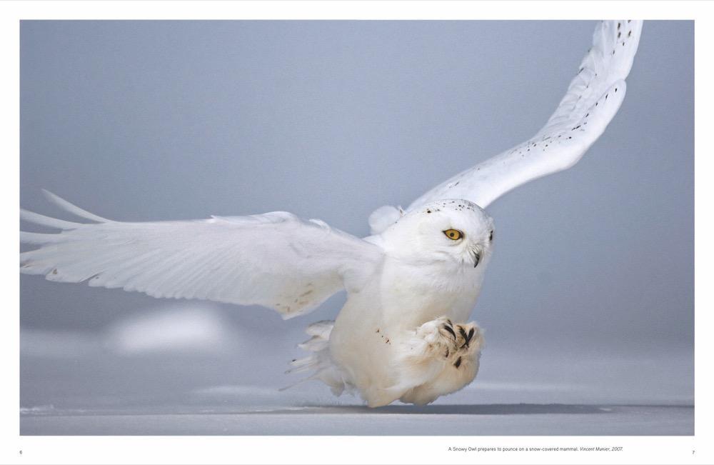 Bild: 9783866906983 | National Geographic Die Schönheit der Vögel | Catherine Herbert Howell