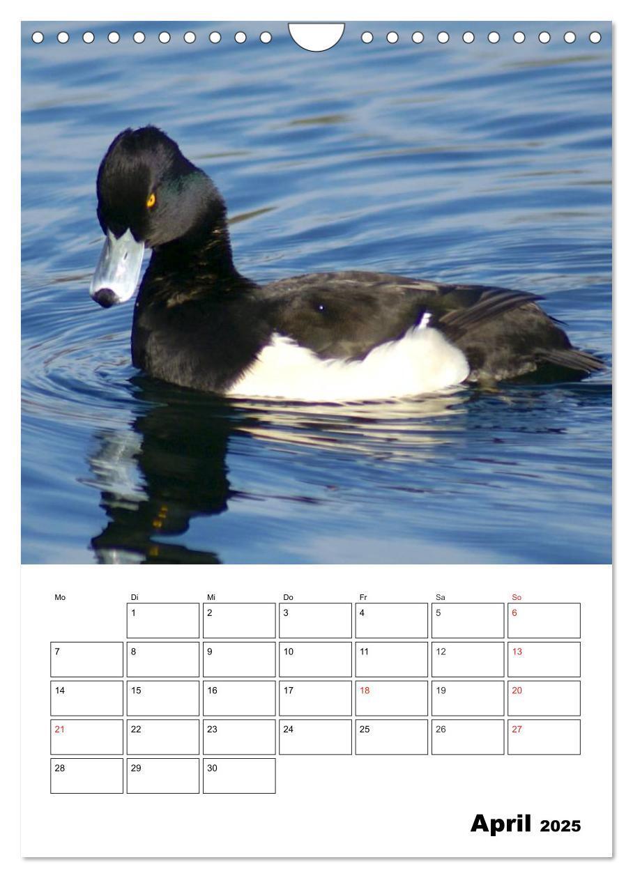 Bild: 9783457011416 | Liebenswerte Enten (Wandkalender 2025 DIN A4 hoch), CALVENDO...