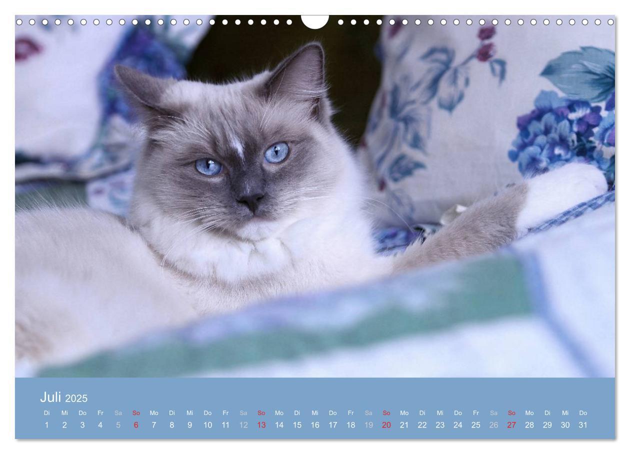 Bild: 9783435745548 | Engel auf 4 Pfoten - Ragdolls 2025 (Wandkalender 2025 DIN A3 quer),...