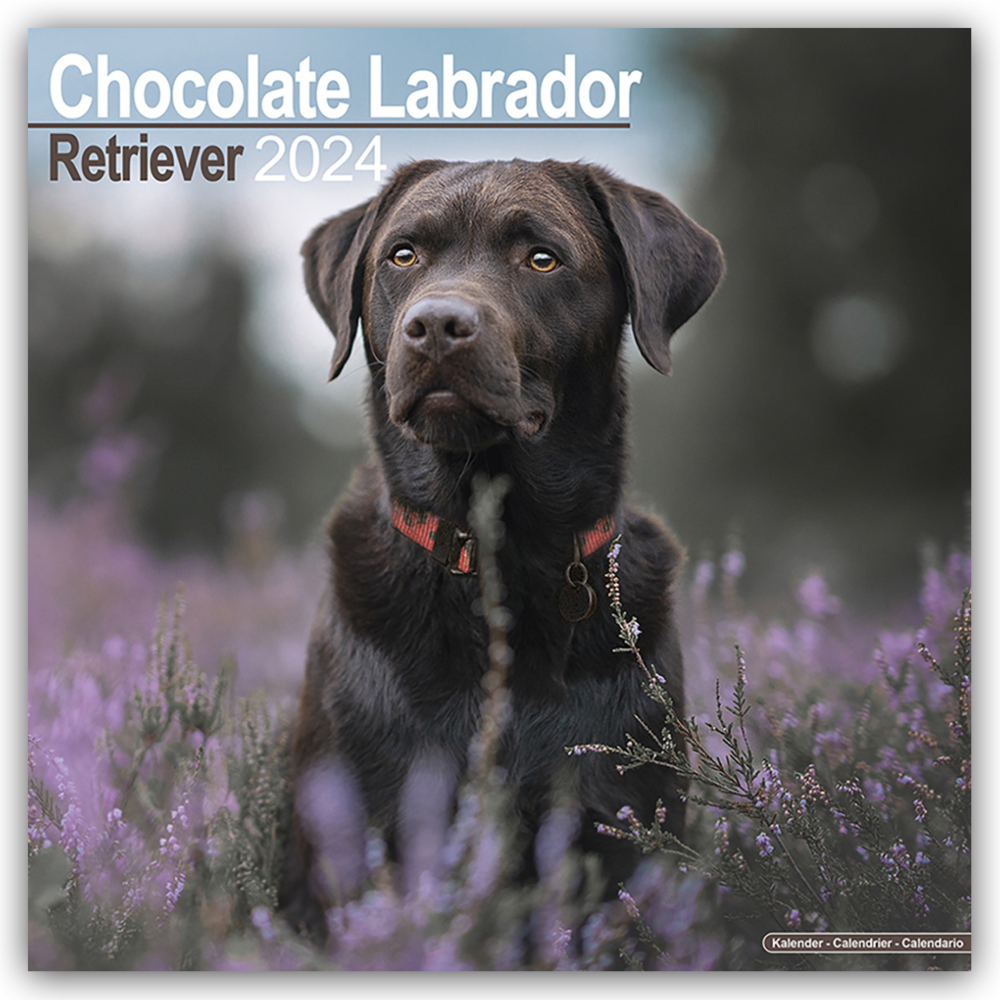 Cover: 9781804600610 | Chocolate Labrador Retriever - Brauner Labrador 2024 -...