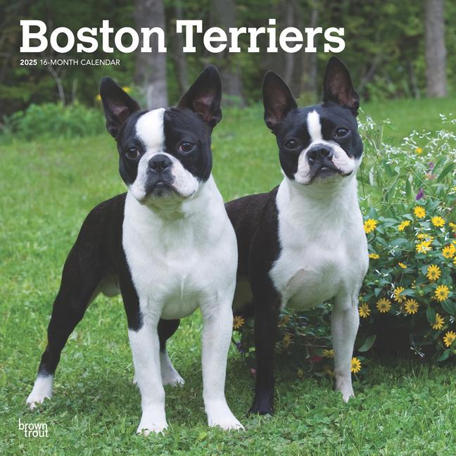 Cover: 9781975476700 | Boston Terriers 2025 Square Wrap | Taschenbuch | Englisch | 2025