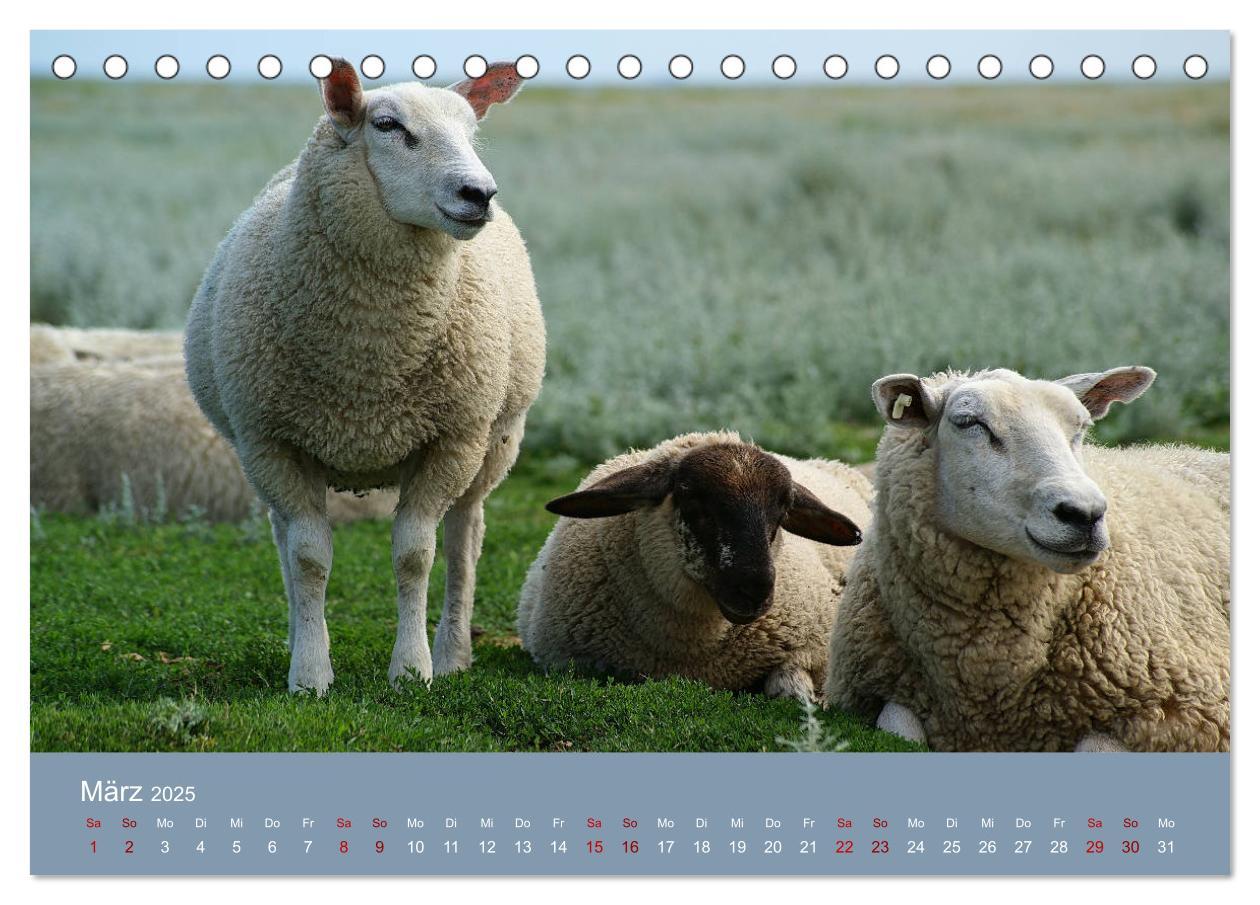 Bild: 9783435453474 | Westerhever (Tischkalender 2025 DIN A5 quer), CALVENDO Monatskalender