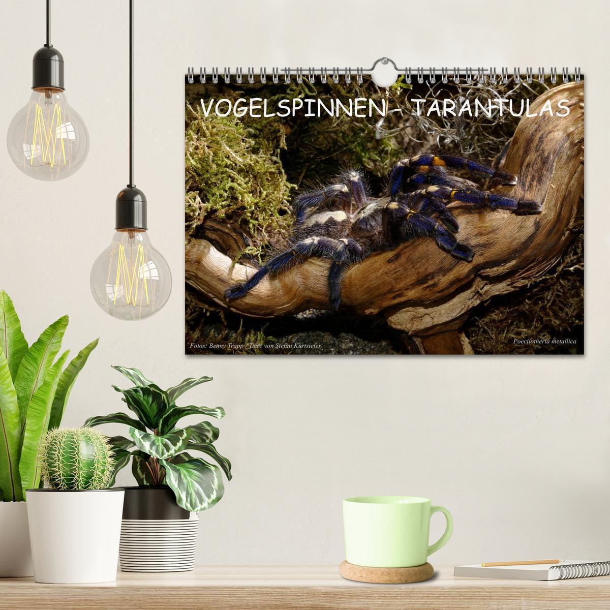 Bild: 9783435776313 | Vogelspinnen - Tarantulas (Wandkalender 2025 DIN A4 quer), CALVENDO...