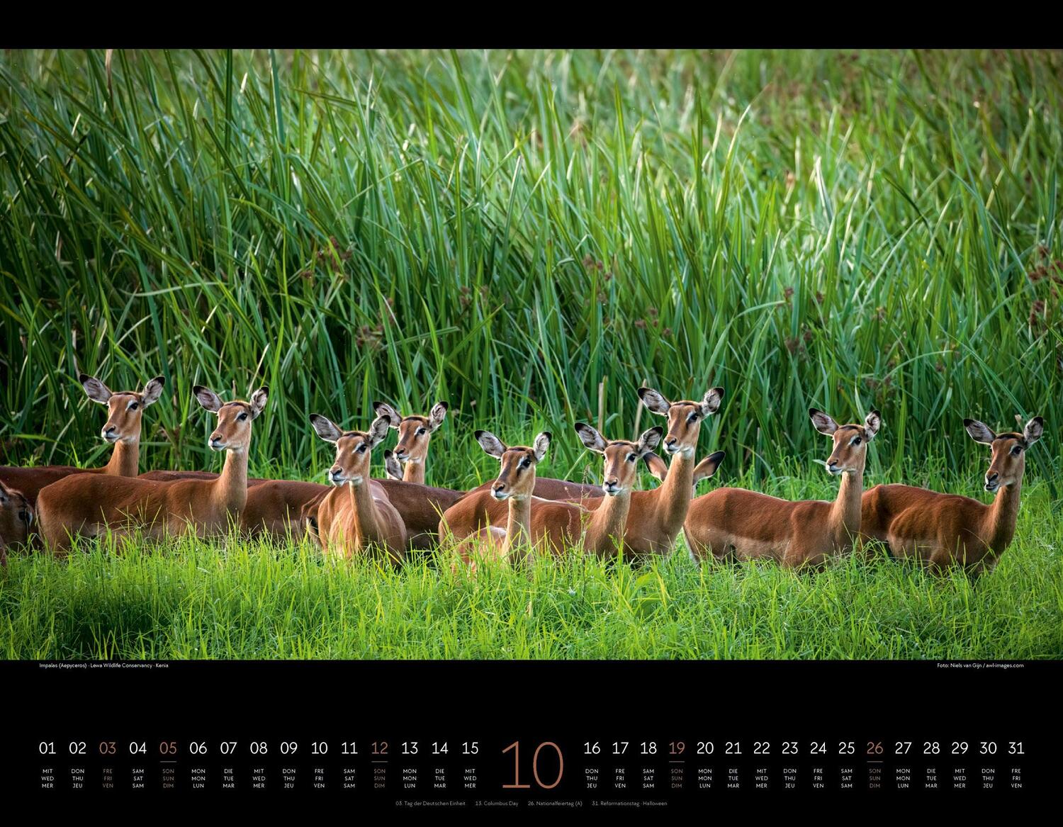 Bild: 9783838425900 | Wildes Afrika Kalender 2025 | Ackermann Kunstverlag | Kalender | 14 S.