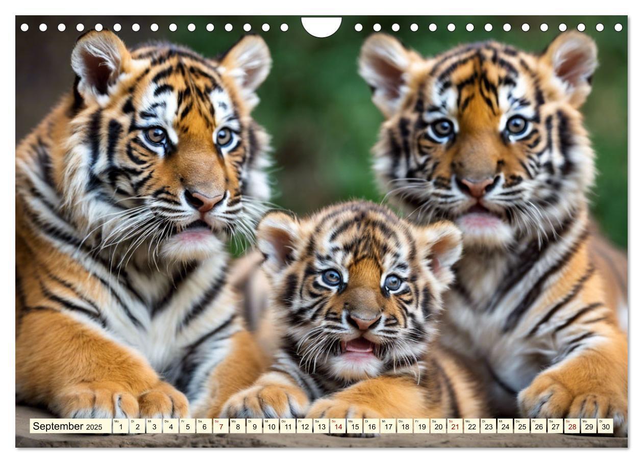 Bild: 9783383814105 | Tiger ganz nah (Wandkalender 2025 DIN A4 quer), CALVENDO...