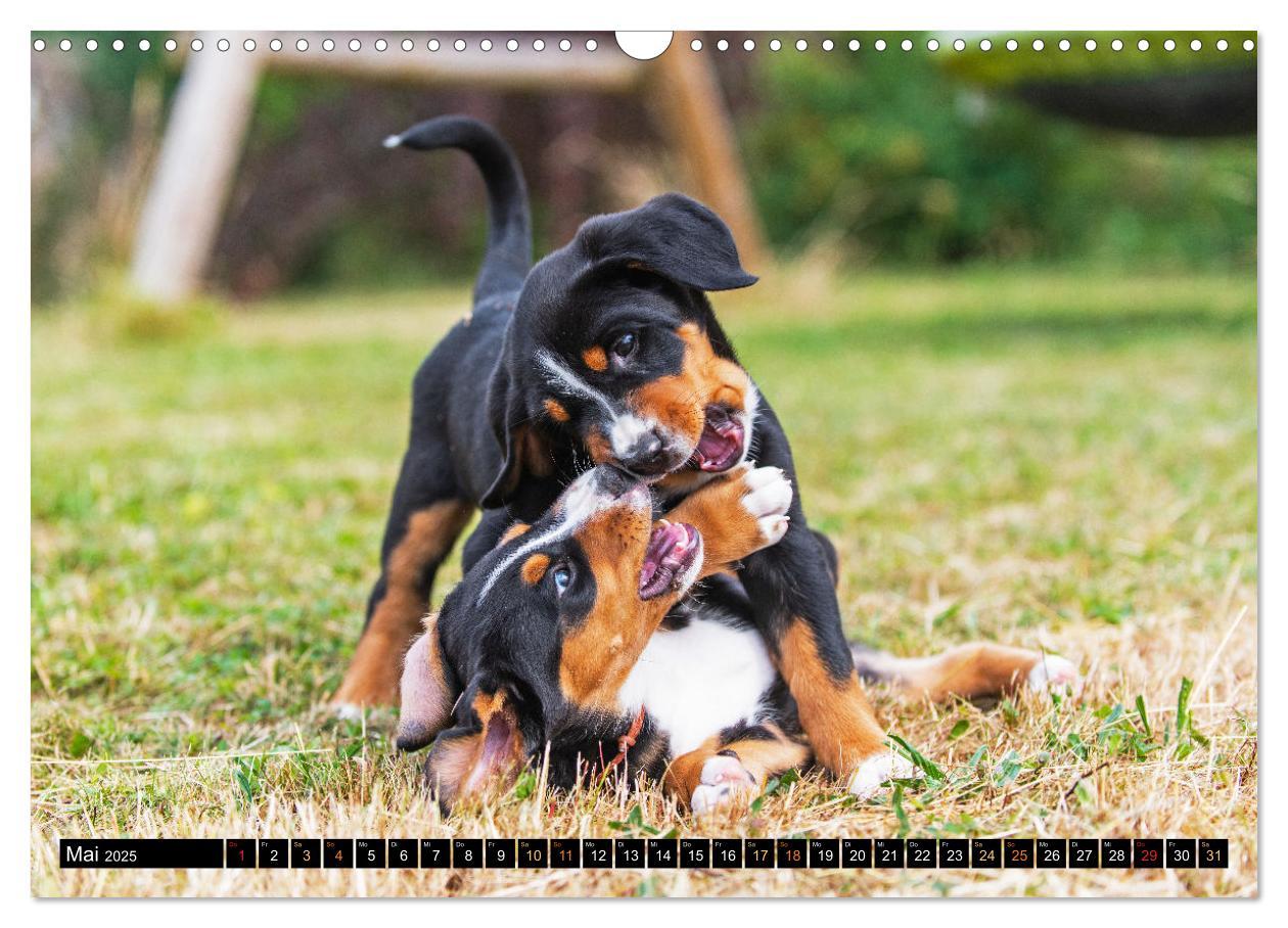 Bild: 9783383952449 | Großer Schweizer Sennenhund - Mit Schweizer Welpen durch das Jahr...