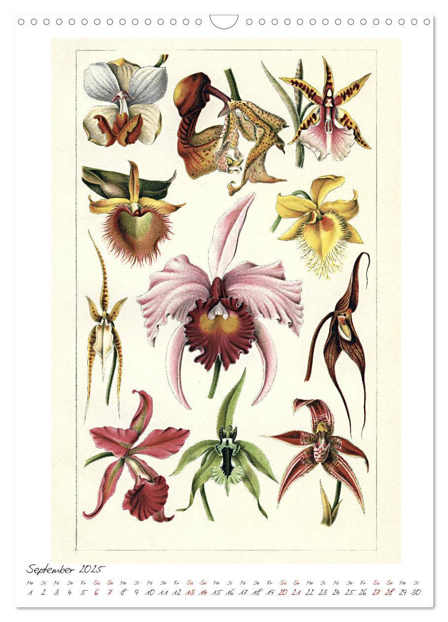 Bild: 9783435978632 | Formenspiele der Evolution. Chromolithographien des 19....