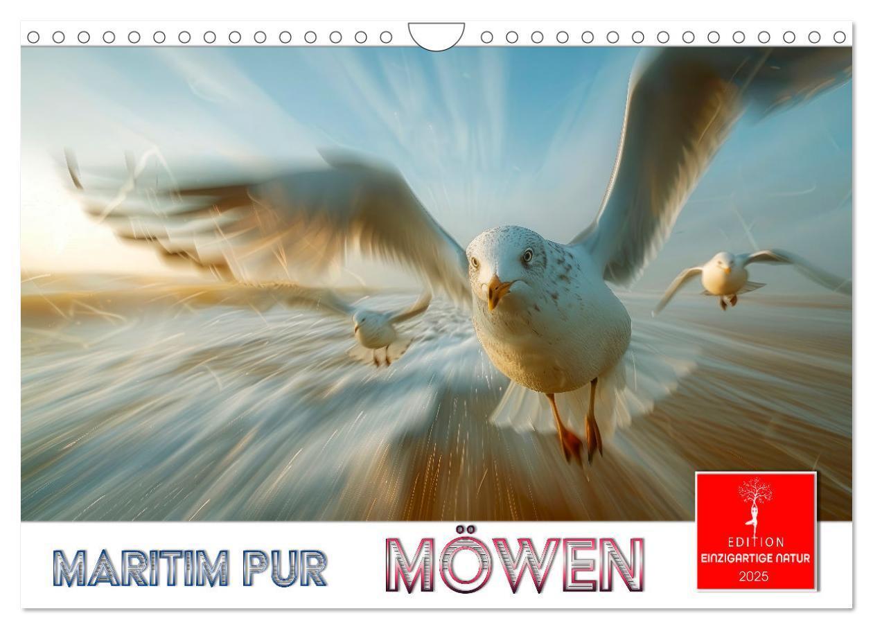 Cover: 9783457162446 | Maritim pur - Möwen (Wandkalender 2025 DIN A4 quer), CALVENDO...