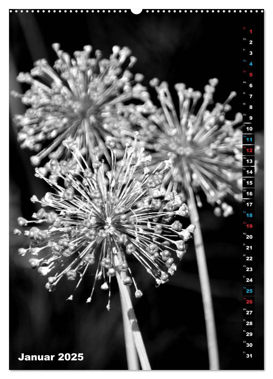 Bild: 9783435999996 | Blumige Graustufen - Schwarz und Weiß (Wandkalender 2025 DIN A2...