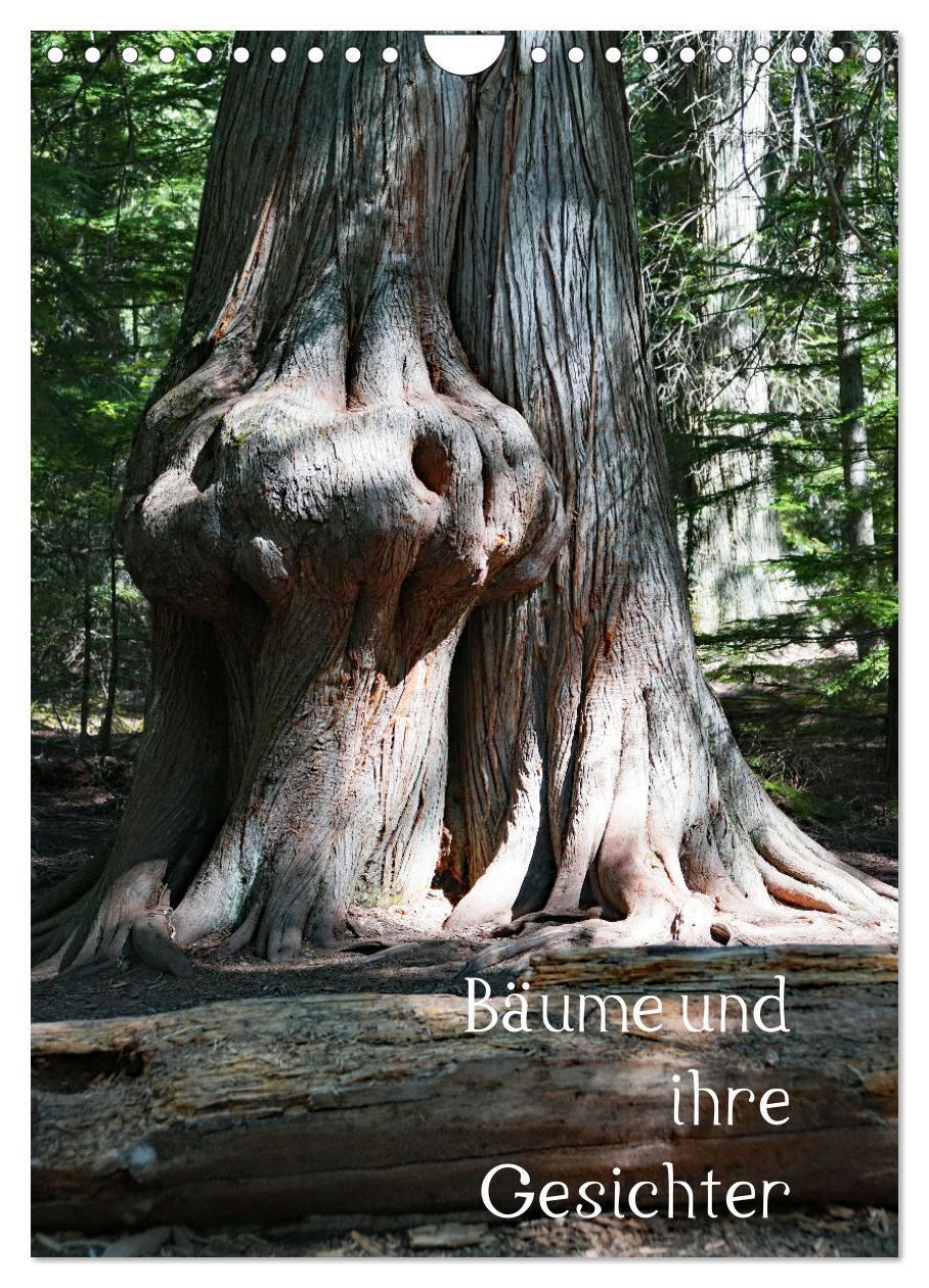 Cover: 9783383043413 | Bäume und ihre Gesichter (Wandkalender 2024 DIN A4 hoch), CALVENDO...