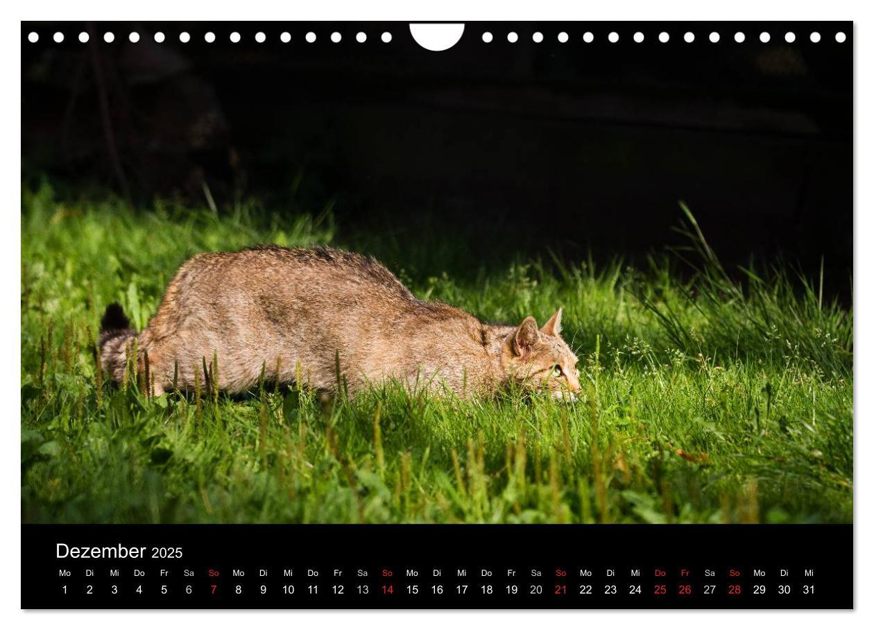 Bild: 9783435391615 | Wildkatzen - scheue Samtpfoten (Wandkalender 2025 DIN A4 quer),...