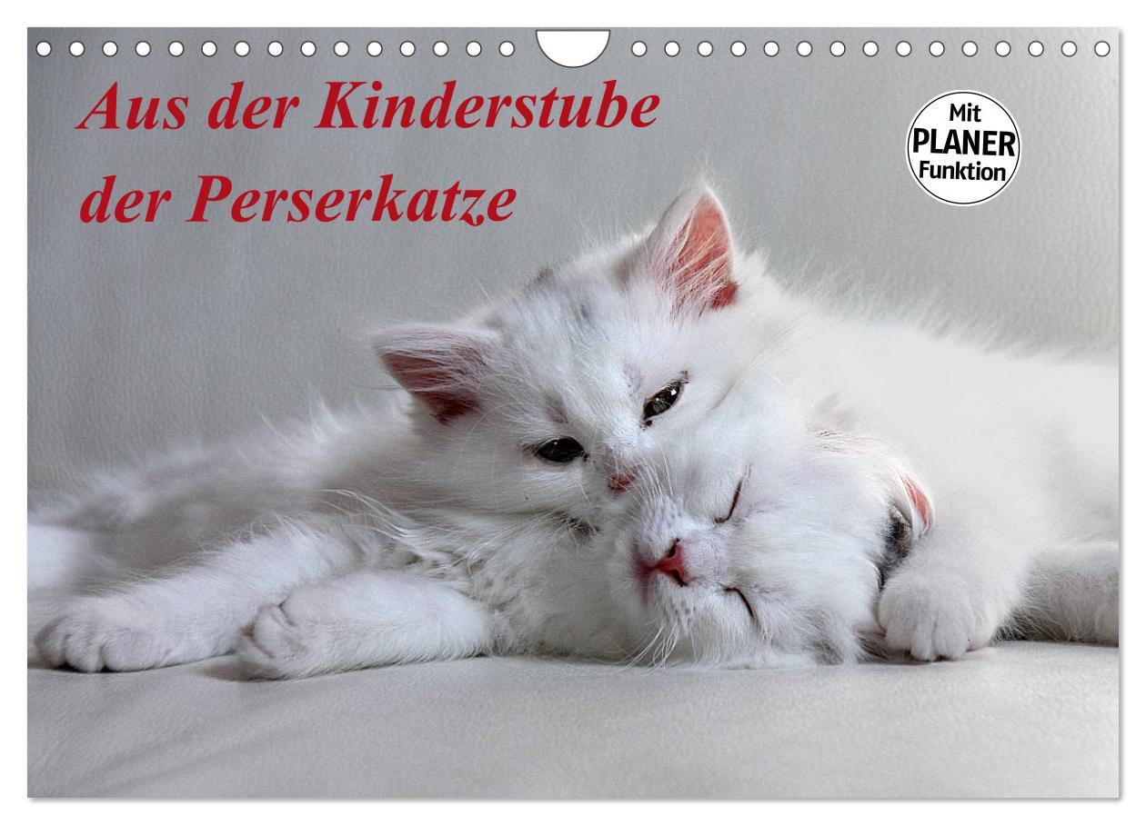 Cover: 9783435555758 | Aus der Kinderstube der Perserkatze (Wandkalender 2025 DIN A4...