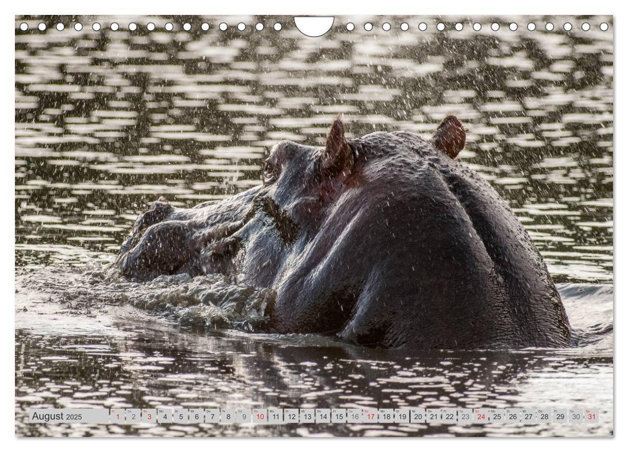 Bild: 9783435736560 | Emotionale Momente. Happy Hippo / CH-Version (Wandkalender 2025 DIN...