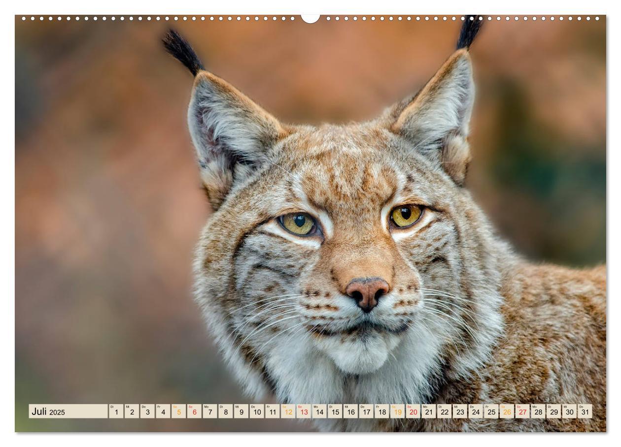 Bild: 9783435118144 | Raubkatze Luchs (Wandkalender 2025 DIN A2 quer), CALVENDO...