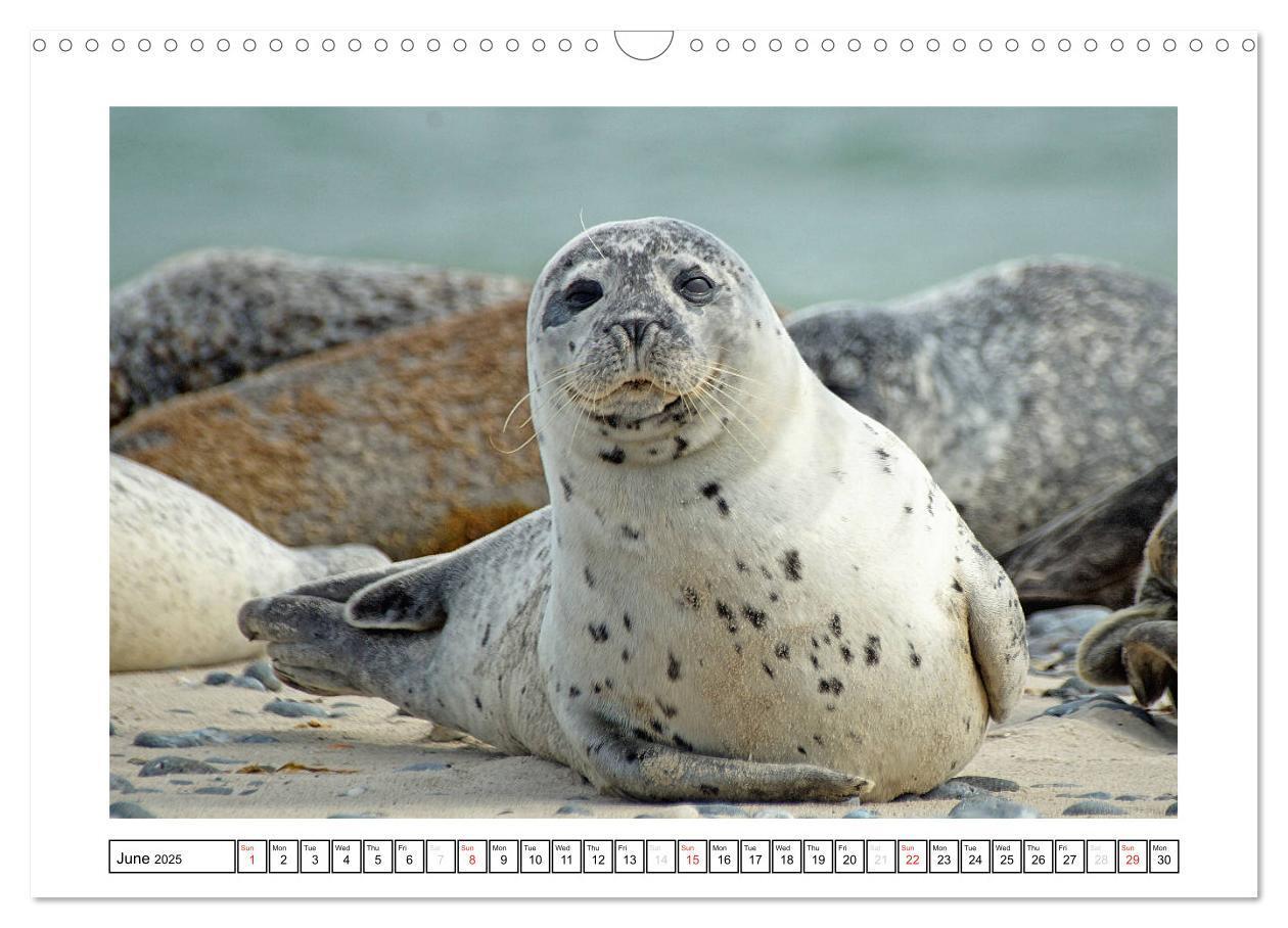 Bild: 9781325938506 | Seals on the Beach (Wall Calendar 2025 DIN A3 landscape), CALVENDO...