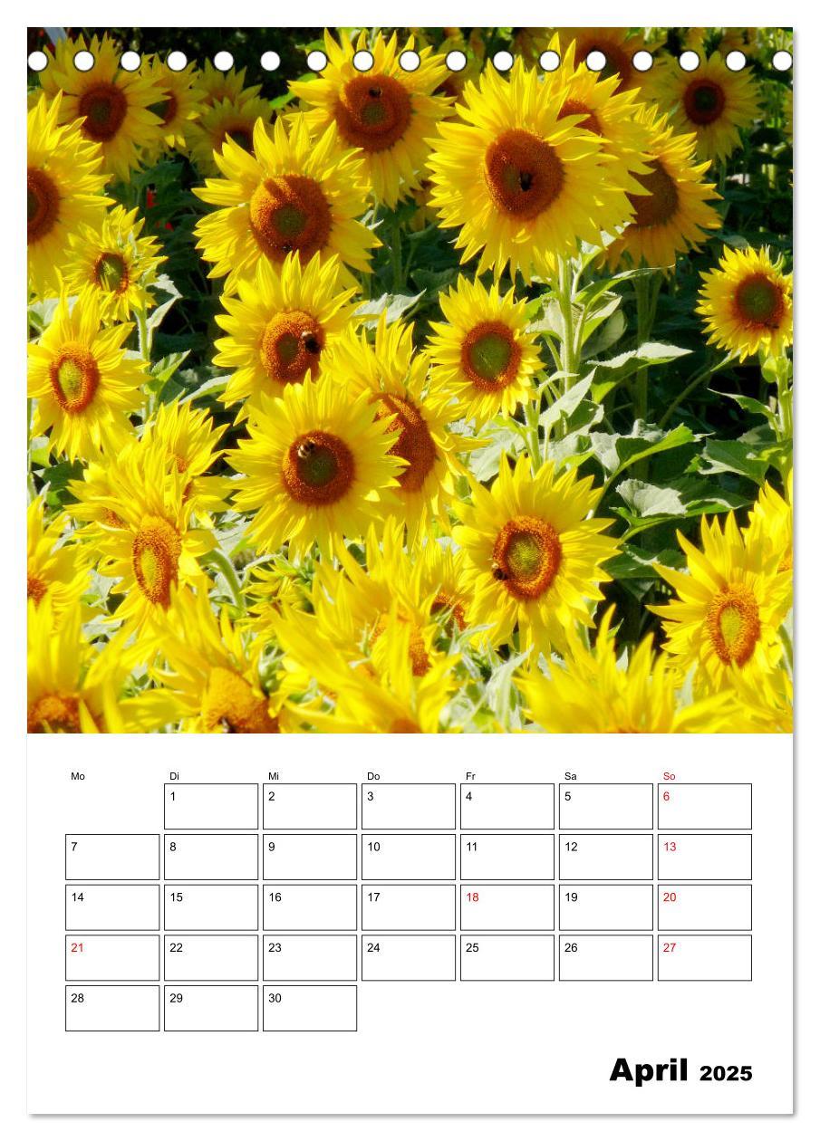 Bild: 9783435969807 | Leuchtende Sonnenblumen (Tischkalender 2025 DIN A5 hoch), CALVENDO...