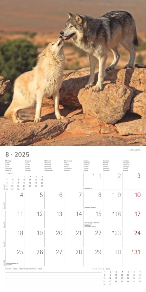 Bild: 4251732340711 | Alpha Edition - Wölfe 2025 Broschürenkalender, 30x30cm,...