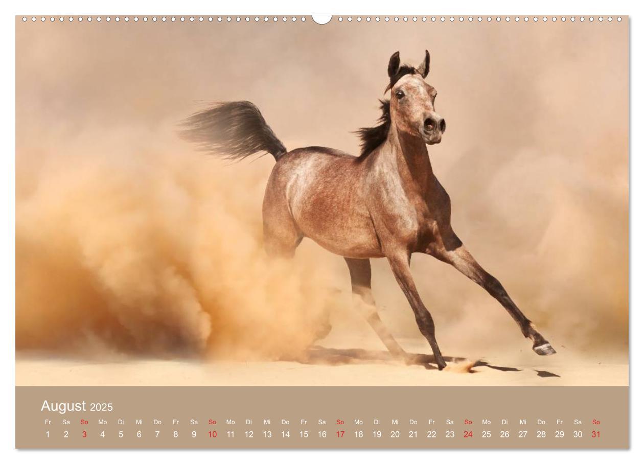 Bild: 9783435677948 | Pferde ¿ Araber im Wüstensand (hochwertiger Premium Wandkalender...