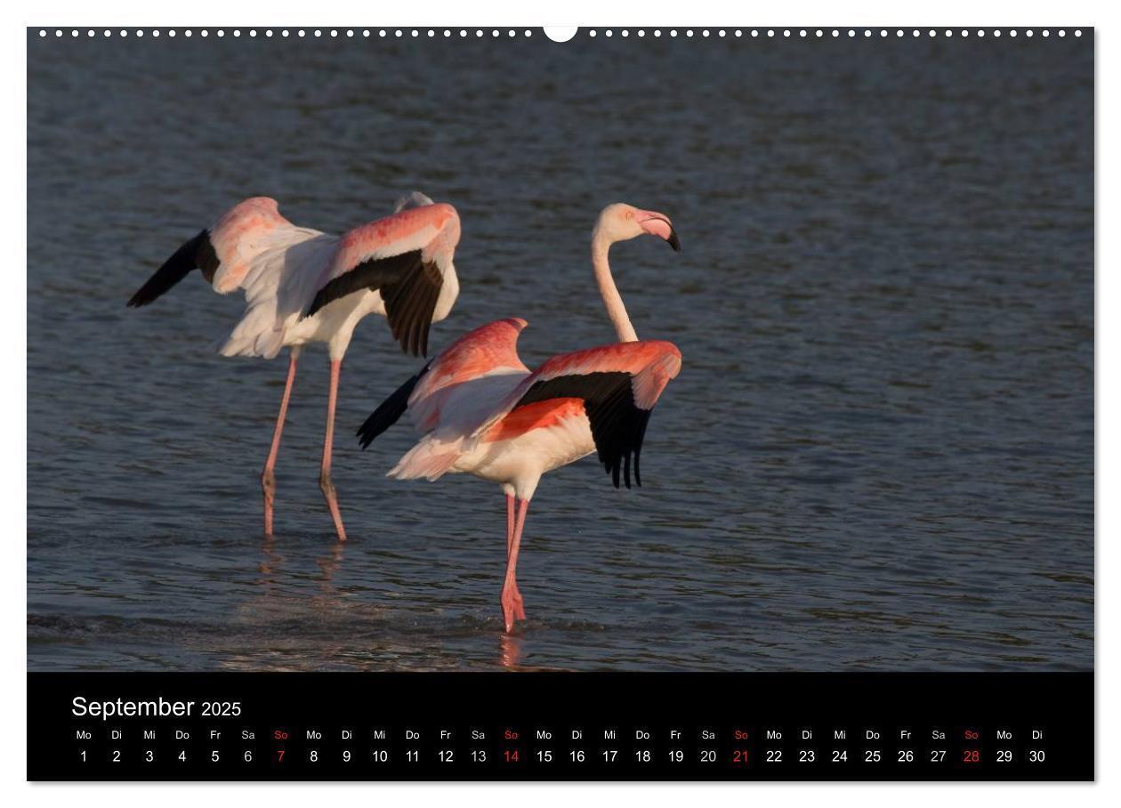 Bild: 9783435674473 | Flamingos der Camargue 2025 (Wandkalender 2025 DIN A2 quer),...