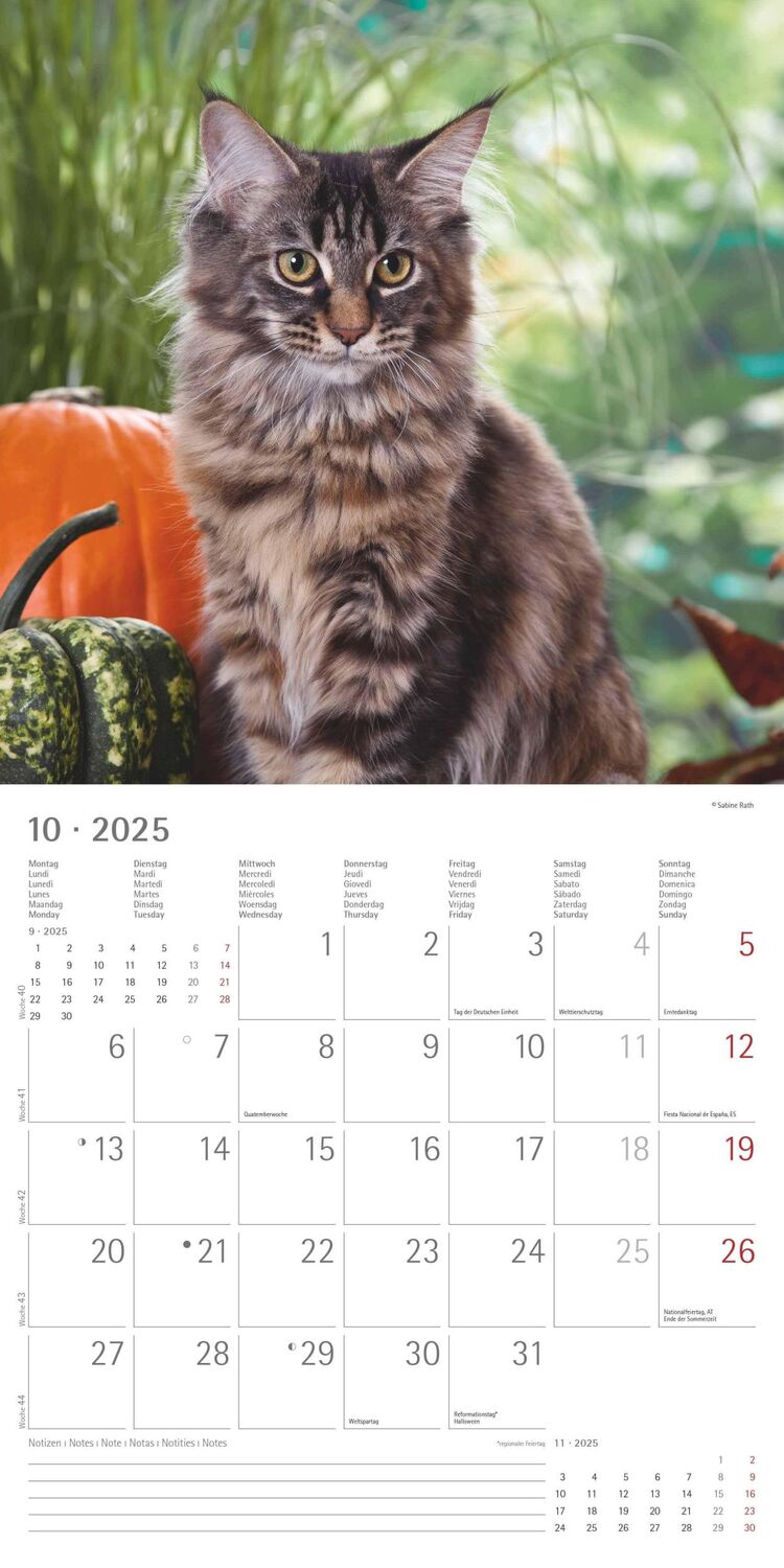 Bild: 4251732340674 | Katzen 2025 - Broschürenkalender 30x30 cm (30x60 geöffnet) -...