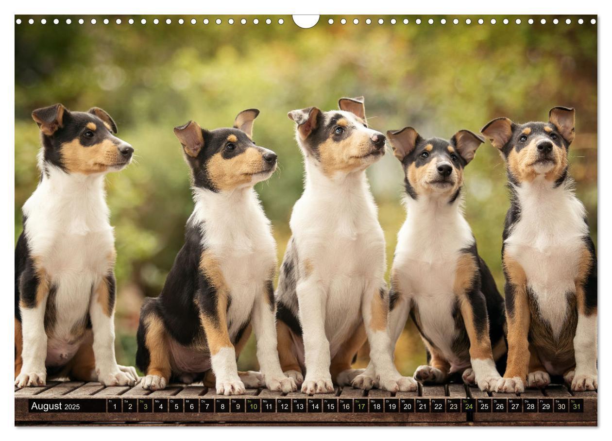 Bild: 9783435580859 | Smooth Collies (Wandkalender 2025 DIN A3 quer), CALVENDO...