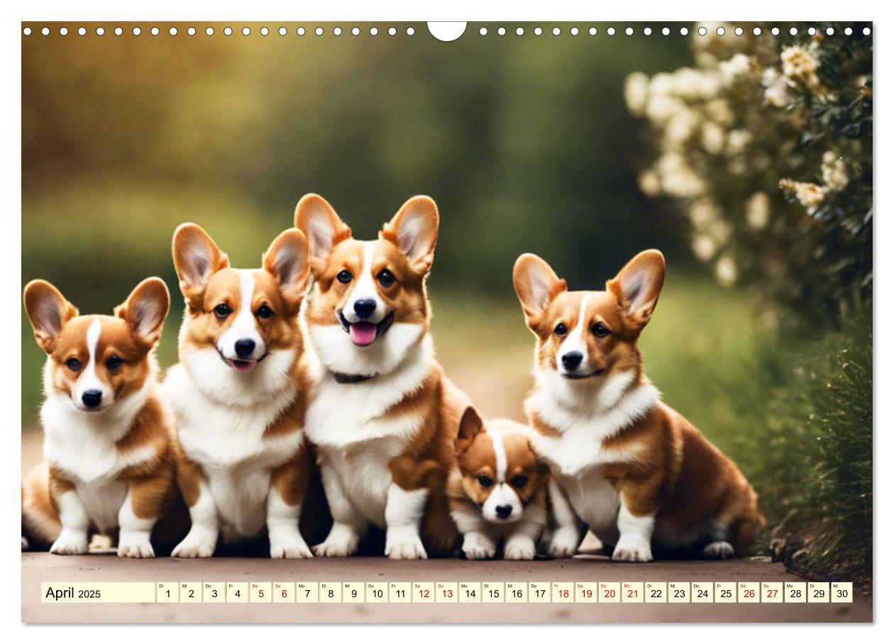 Bild: 9783435244447 | Welsh Corgi Pembroke (Wandkalender 2025 DIN A3 quer), CALVENDO...