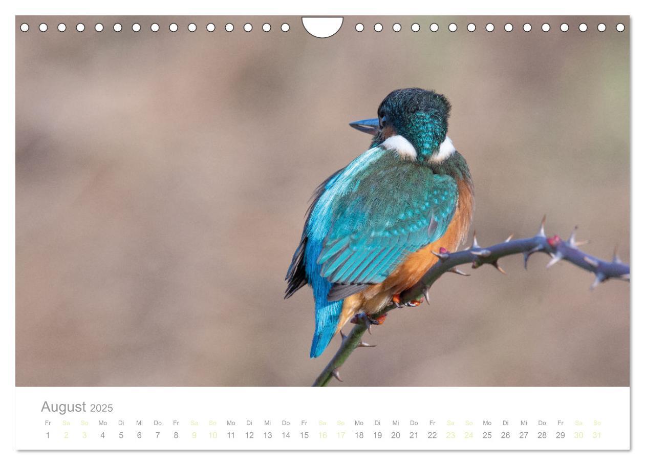 Bild: 9783435010301 | Eisvogel im Porträt (Wandkalender 2025 DIN A4 quer), CALVENDO...