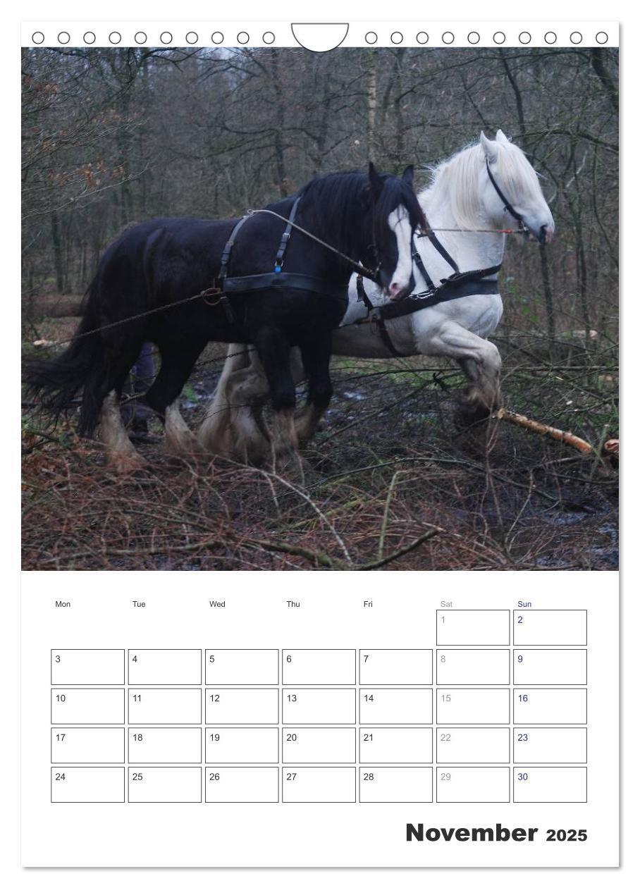 Bild: 9781325973057 | Shire Horses The Gentle Giants (Wall Calendar 2025 DIN A4...