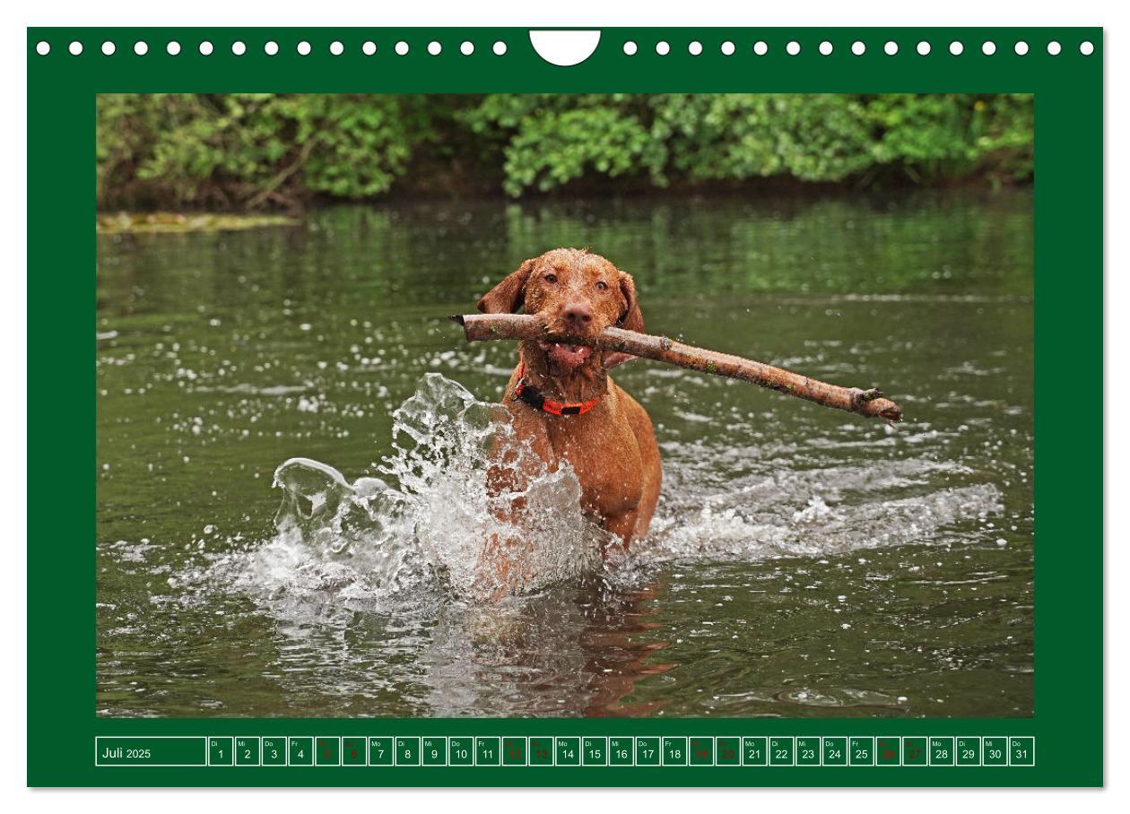 Bild: 9783383962295 | Faszination Magyar Vizsla am See (Wandkalender 2025 DIN A4 quer),...