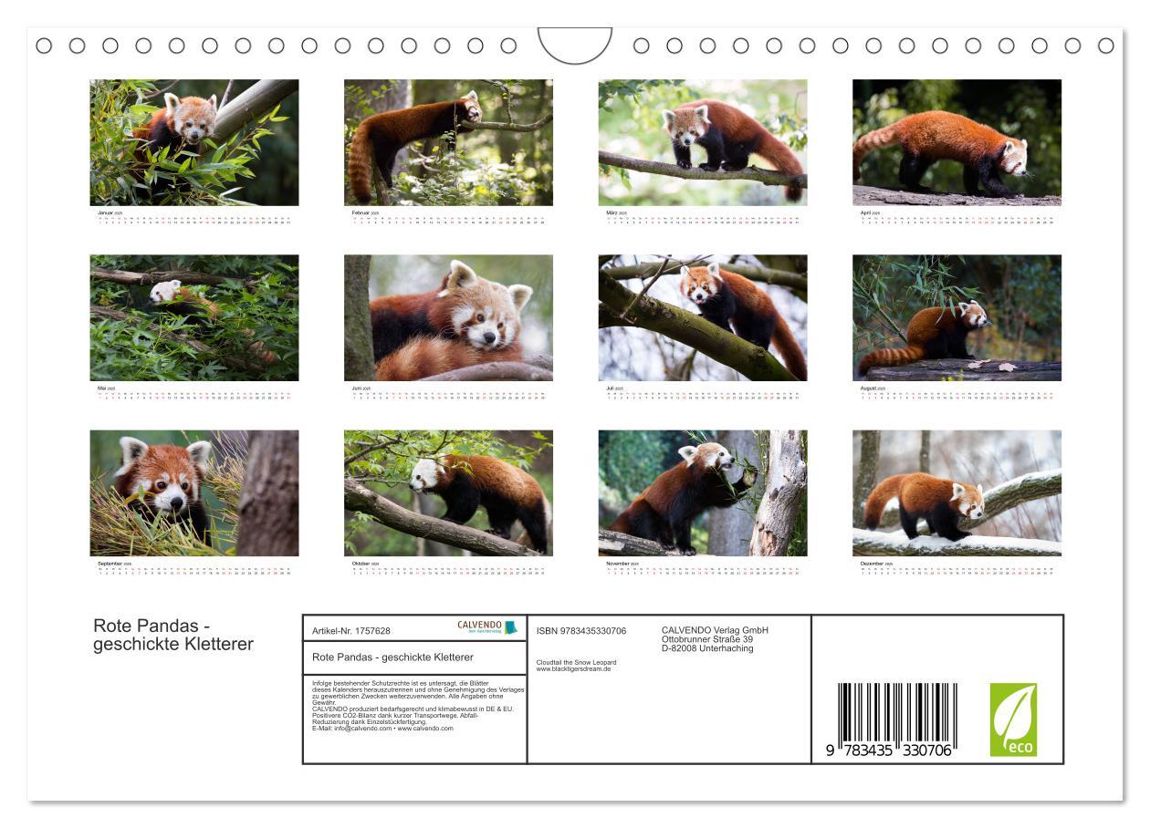 Bild: 9783435330706 | Rote Pandas - geschickte Kletterer (Wandkalender 2025 DIN A4 quer),...