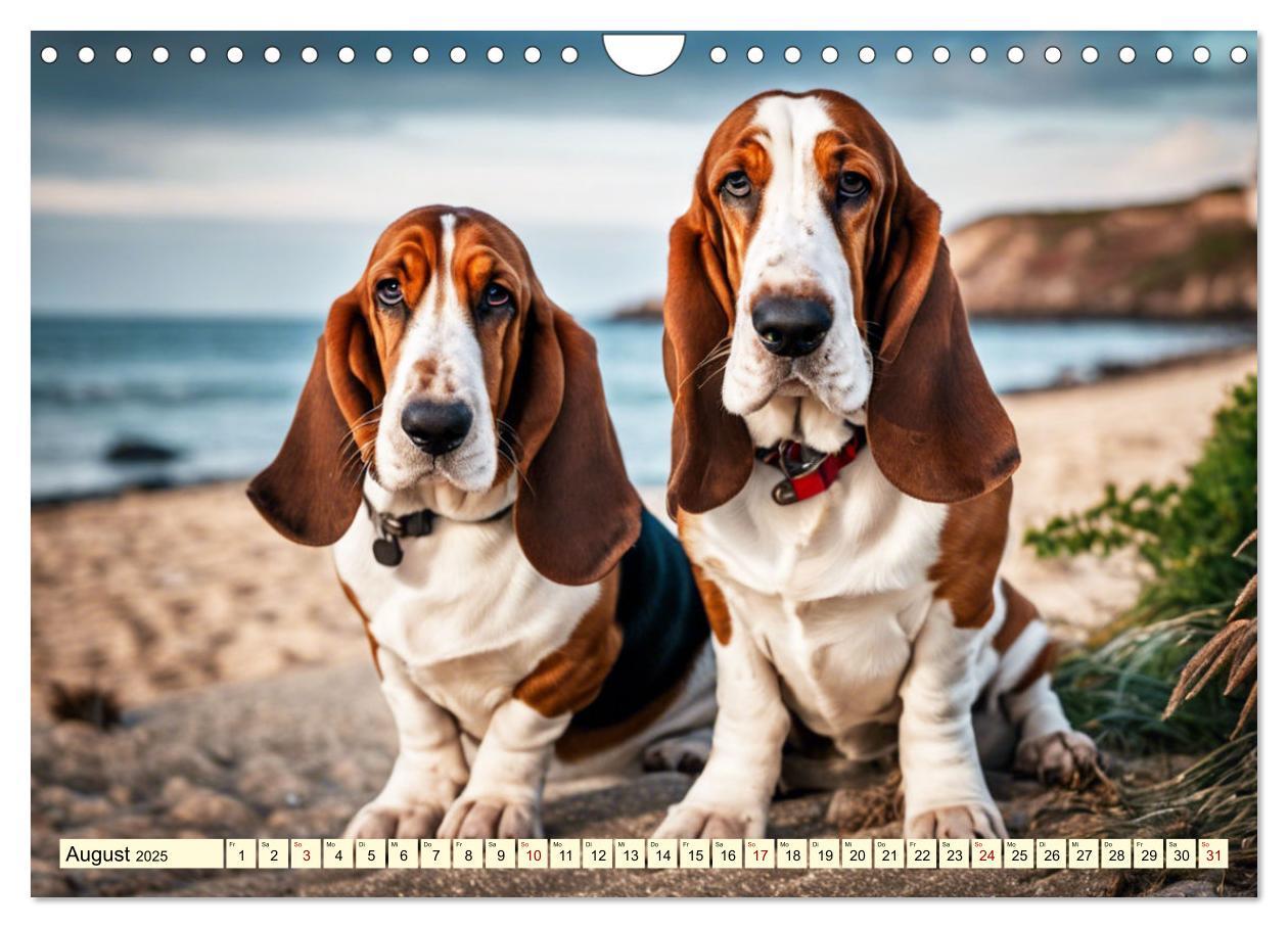 Bild: 9783457054208 | Basset Hound - unverkennbar (Wandkalender 2025 DIN A4 quer),...