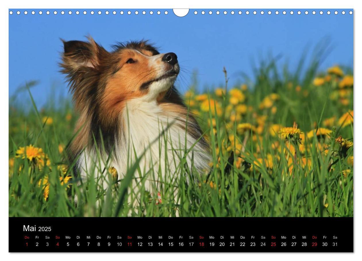 Bild: 9783435752355 | Shelties 2025 (Wandkalender 2025 DIN A3 quer), CALVENDO Monatskalender