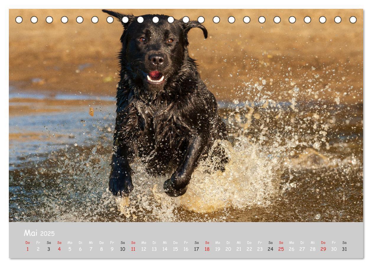 Bild: 9783435531158 | Liebenswerter Labrador 2025 (Tischkalender 2025 DIN A5 quer),...