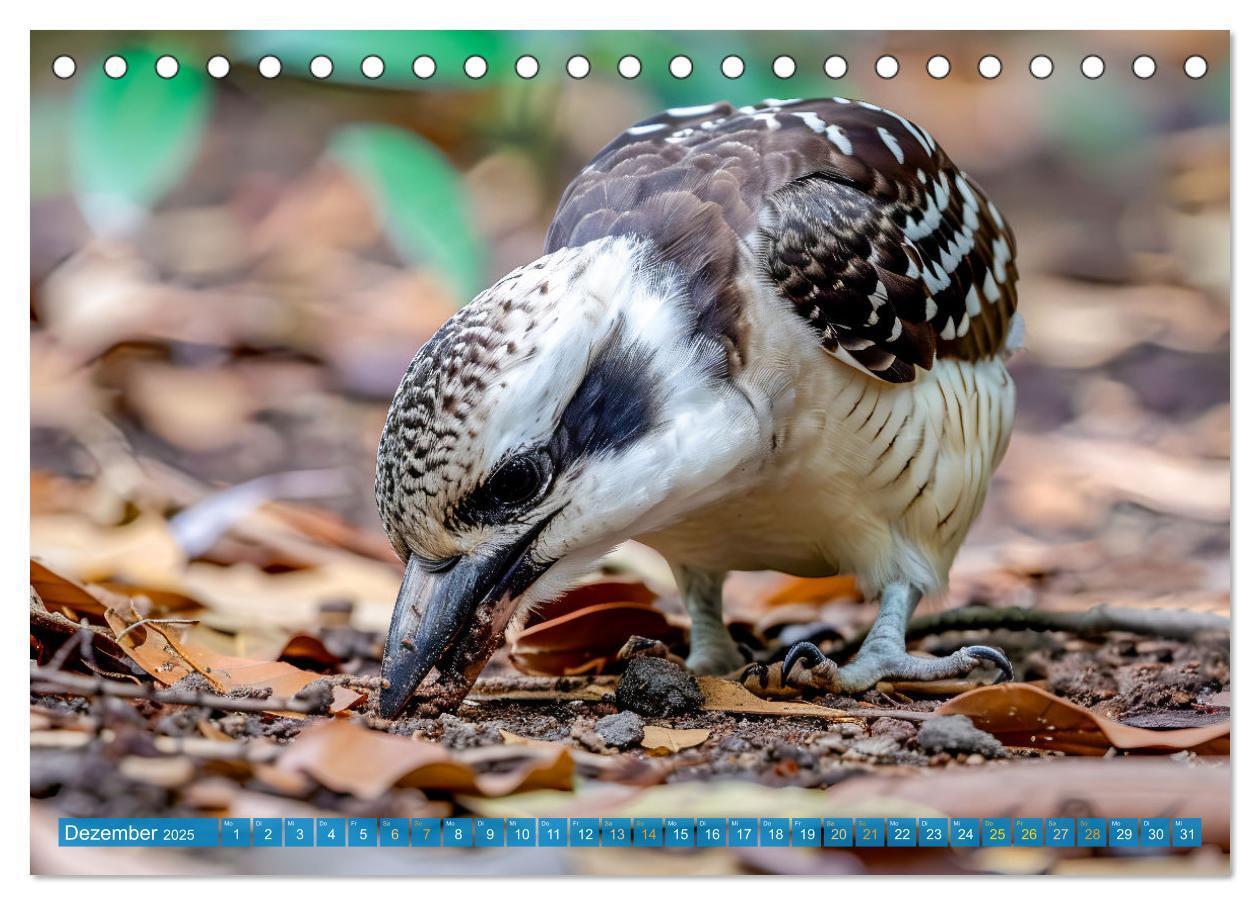 Bild: 9783383777936 | Der Kookaburra - Im australischen Busch mit dem lachenden Hans...