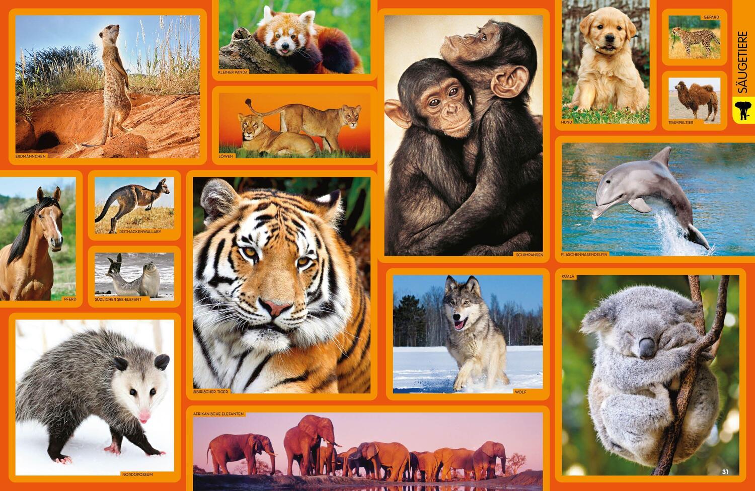 Bild: 9788863125108 | Tier-Enzyklopädie: 2.500 Tiere mit Fotos, Karten und mehr! | Spelman